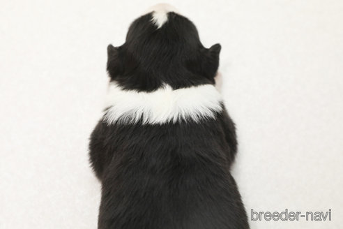 成約済の神奈川県のボーダーコリー-376501の2枚目